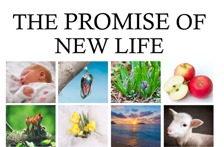 The Promise of New Life