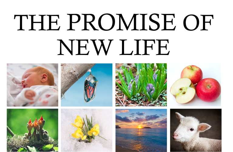 The Promise of New Life